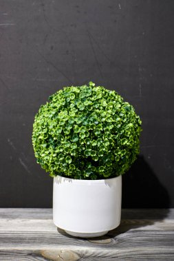 Yapay bir saksı bitkisinin stüdyo fotoğrafı.
