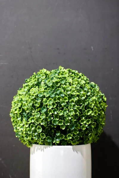 Une Photo Studio Une Plante Artificielle Pot — Photo