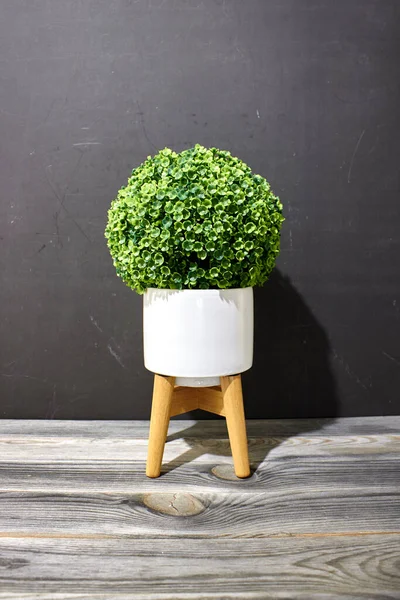 Ein Studiofoto Einer Künstlichen Topfpflanze — Stockfoto
