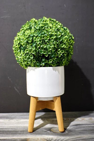 Ein Studiofoto Einer Künstlichen Topfpflanze — Stockfoto