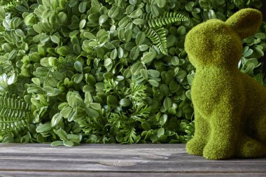 Paskalya tavşanının stüdyo fotoğrafı.