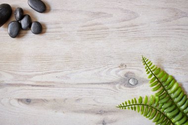 Eğreltiotu arka planının stüdyo fotoğrafı.