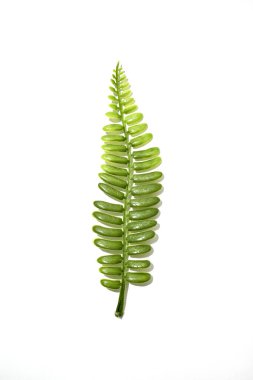 Eğreltiotu arka planının stüdyo fotoğrafı.