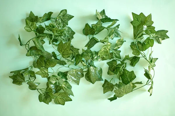 Uma Foto Estúdio Uma Videira Artificial Interior Ivy — Fotografia de Stock