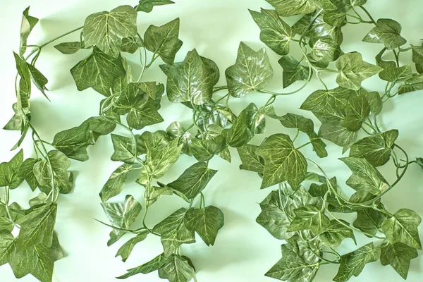 Uma Foto Estúdio Uma Videira Artificial Interior Ivy — Fotografia de Stock