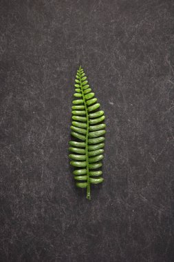 Eğreltiotu arka planının stüdyo fotoğrafı.