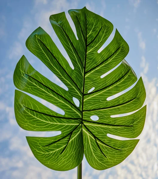 Tropische Blätter Monstera Auf Holzgrund — Stockfoto