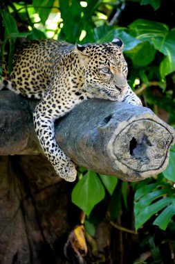 leopar