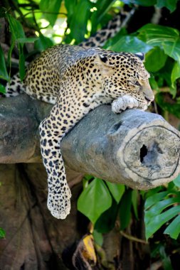 leopar