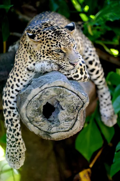 Leopardo — Foto de Stock