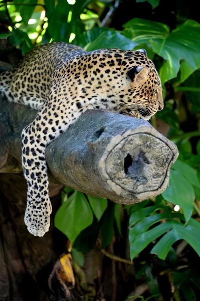 Leopardo — Fotografia de Stock