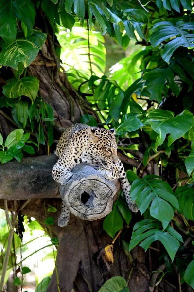 Leopard — Stockfoto