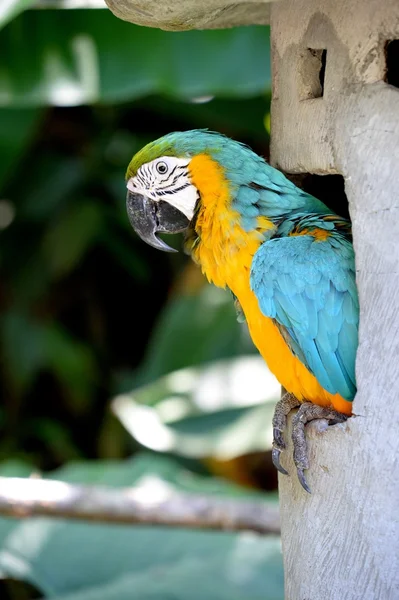 Macaw — Stock Photo, Image