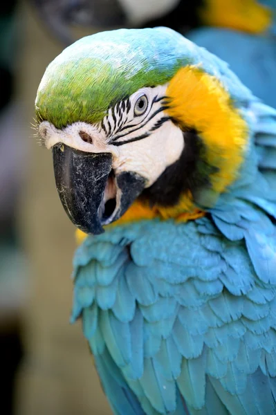 Macaw — Stock Photo, Image