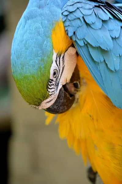 Macaw — Stock Photo, Image