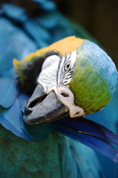 Guacamayo — Foto de Stock