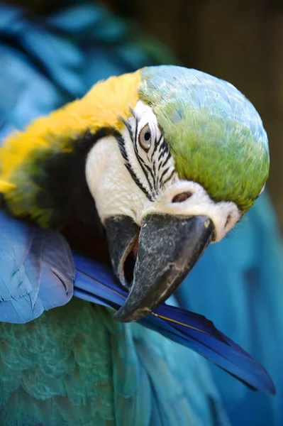 Macaw — Stock Photo, Image