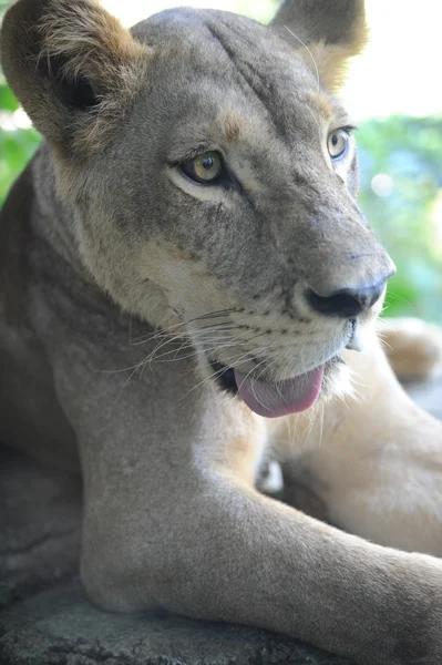 León. — Foto de Stock