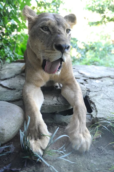 Lion — Stock Photo, Image