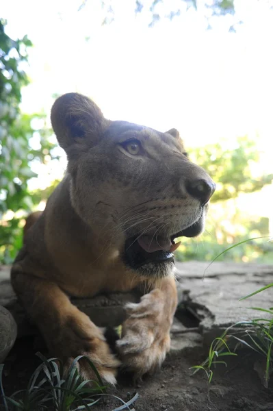 Lion — Stock Photo, Image