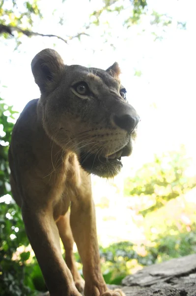 Lion — Stock Photo, Image