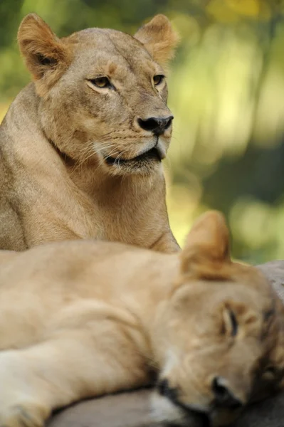 Lion — Stock Photo, Image