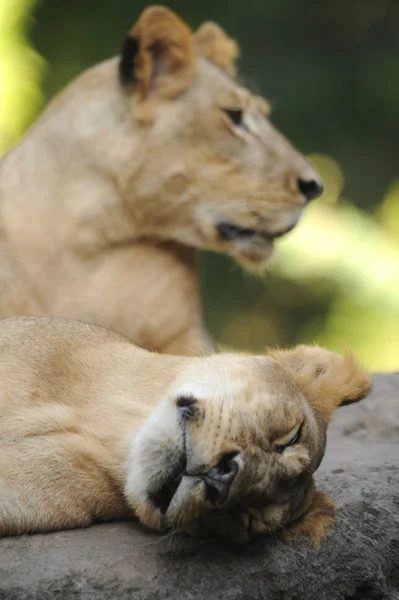 León. — Foto de Stock