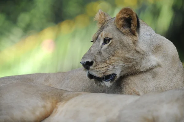 Lion — Stock Photo, Image