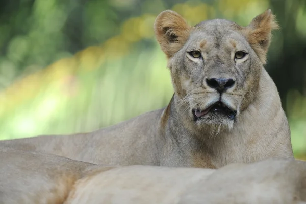 Lion — Stock Photo, Image