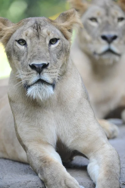 León. — Foto de Stock