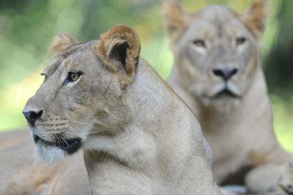 Lion — Stock Photo, Image