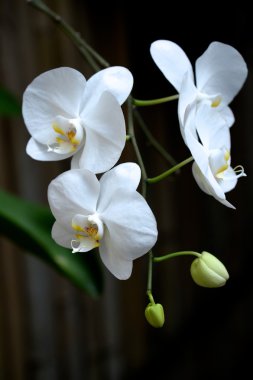 orkide