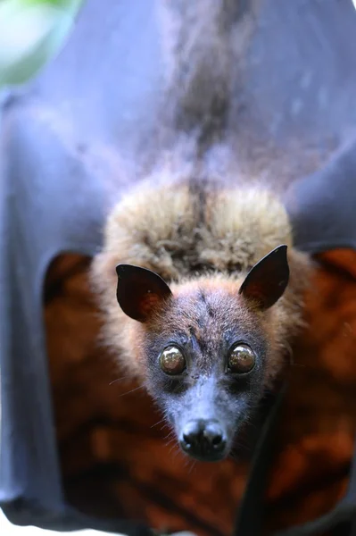 Flying fox — Φωτογραφία Αρχείου