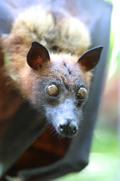 Flying Fox — Stock Photo, Image