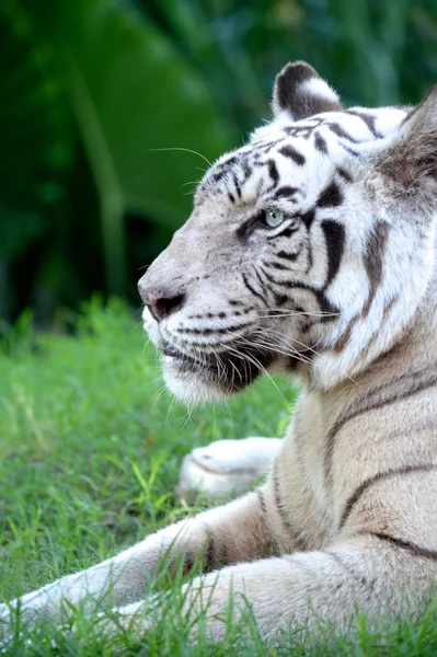 Tigre bianca — Foto Stock