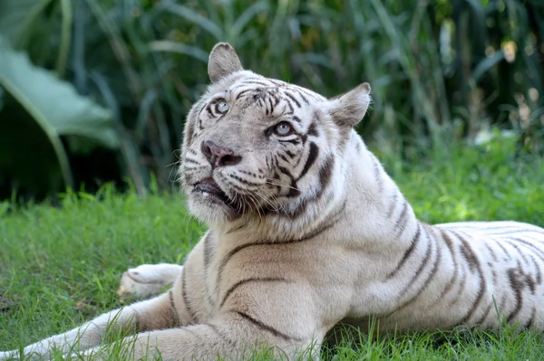 White Tiger — Stock Photo, Image