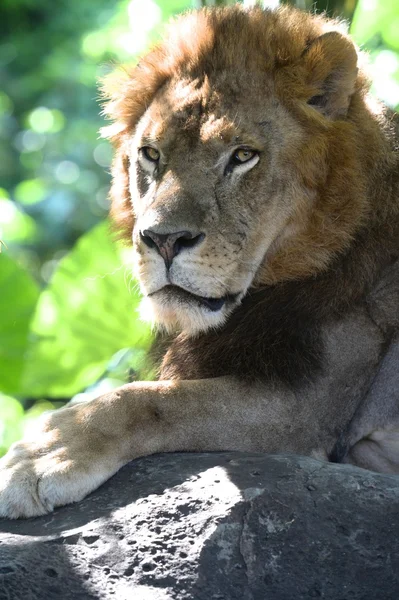 Lion — Stock Photo, Image