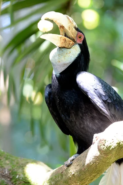 Hornbill — Stockfoto