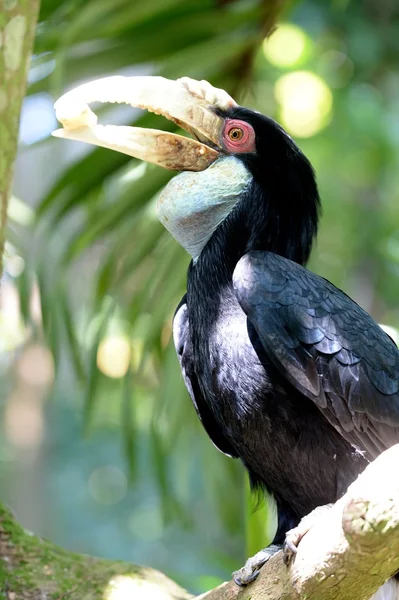 Hornvogel — Stockfoto