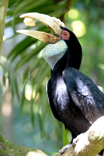 Hornbill — Stock Photo, Image