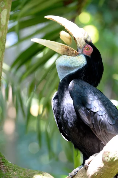 Hornbill — Stock Photo, Image