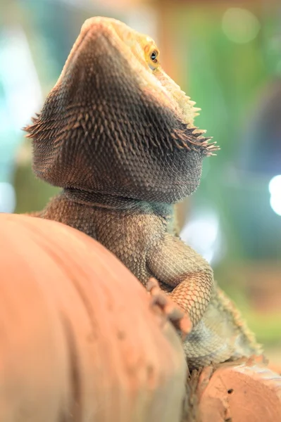 Bearded Dragon Lizard — Stock Photo, Image