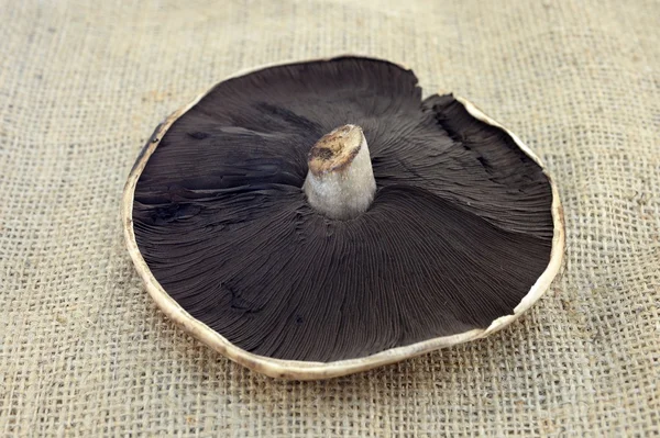 Field Mushroom — Stock Photo, Image