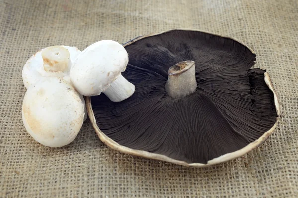 Field Mushroom — Stock Photo, Image