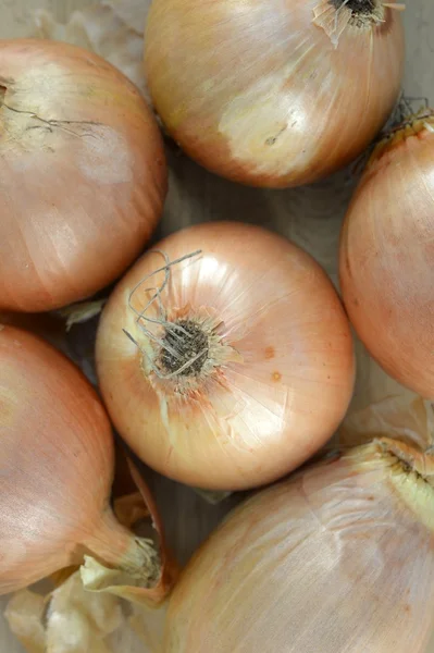 Braune Zwiebeln — Stockfoto