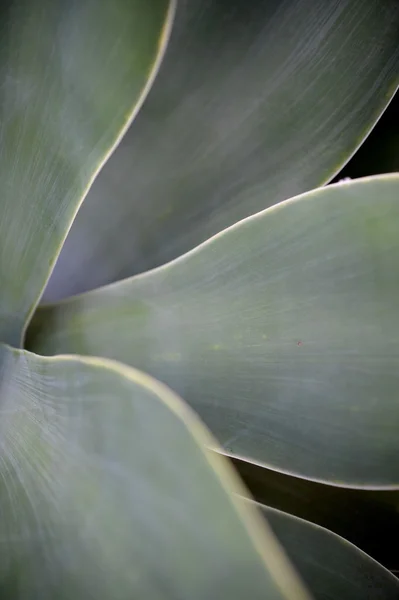 A close up shot of succulent plant leaves — Stock Photo, Image