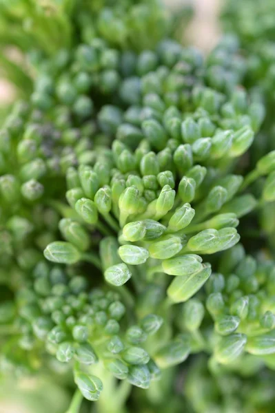 Broccoli — Stockfoto