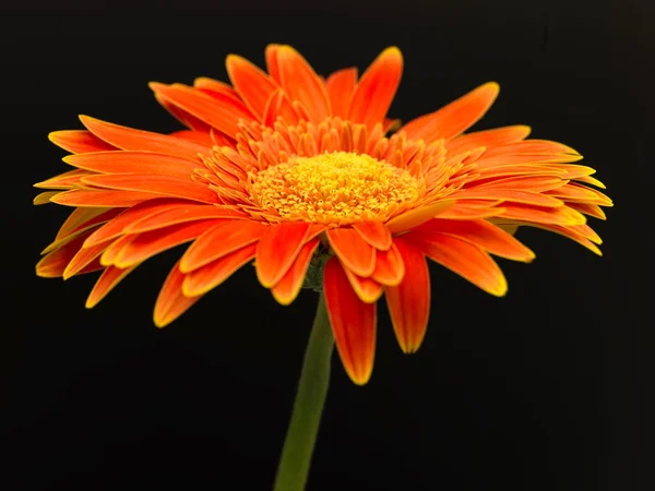 Gerberas — Foto de Stock