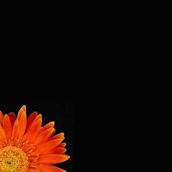 Gerberas — Foto de Stock