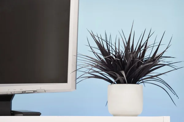 Artificial Indoor Plant — Stock Photo, Image